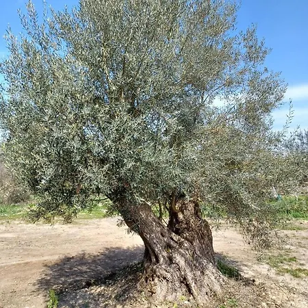 Eleonas 2, Lygia Ligia