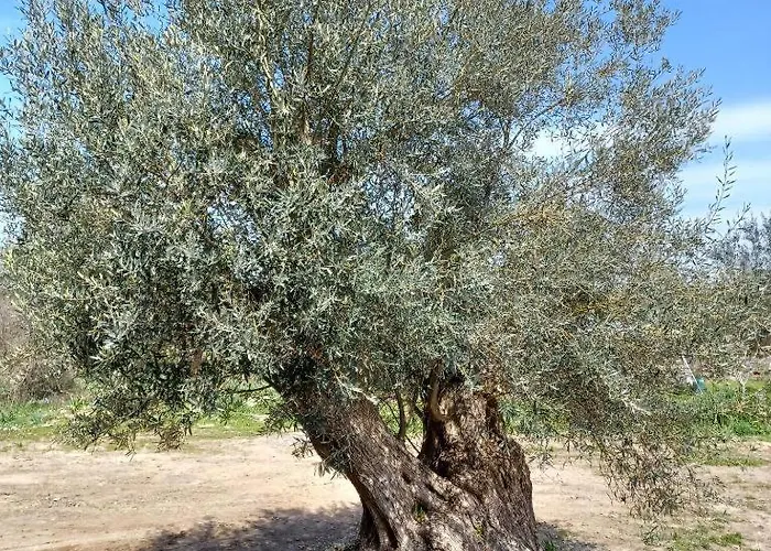 Eleonas 2, Lygia Lygia (Lefkada)